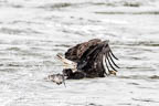 Bald Eagle After Catch